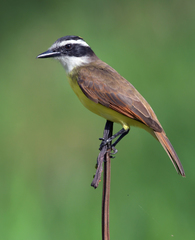 Pitangus sulphuratus