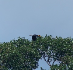 Rhabdotorrhinus corrugatus