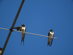 Hirundo rustica rustica