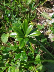 Daphne glomerata