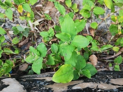 Commelina benghalensis