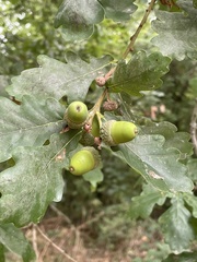 Quercus petraea