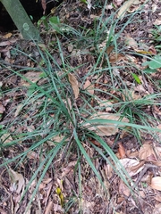 Freycinetia