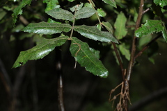 Alectryon tomentosus