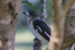 Cracticus nigrogularis