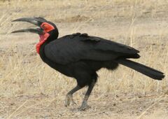 Bucorvus leadbeateri