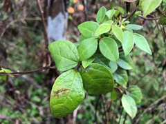 Macrotyloma axillare axillare