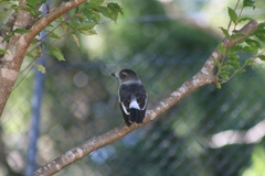 Cracticus nigrogularis