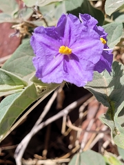 Solanum dioicum