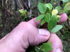 Macrotyloma axillare axillare