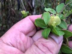 Macrotyloma axillare axillare