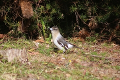 Cracticus nigrogularis