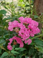 Lagerstroemia indica