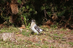 Cracticus nigrogularis