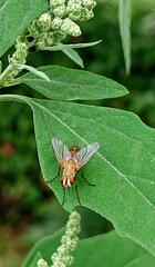 Tachininae