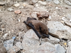 Pipistrellus