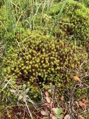 Polytrichum