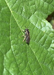 Anthophila