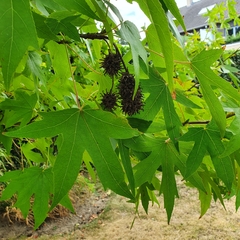 Liquidambar styraciflua