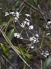 Logania saxatilis