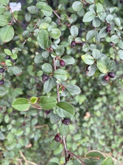 Cotoneaster