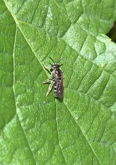 Anthophila