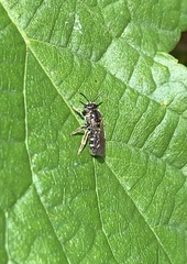 Anthophila