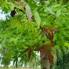 Liquidambar styraciflua