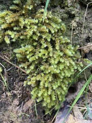 Ptychomnion aciculare