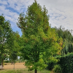 Liquidambar styraciflua