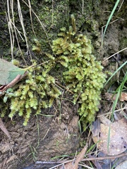 Ptychomnion aciculare