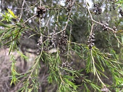 Melaleuca bracteata