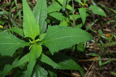Sigesbeckia orientalis