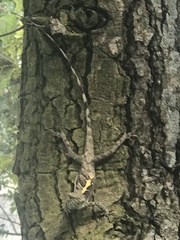 Diploderma swinhonis