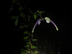 Grevillea mucronulata