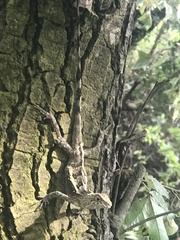 Diploderma swinhonis