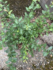 Cotoneaster divaricatus