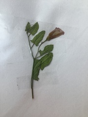 Convolvulus arvensis