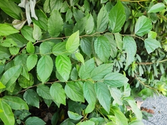 Celtis sinensis