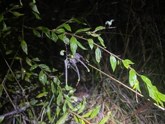 Grevillea mucronulata