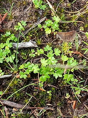 Hydrocotyle foveolata