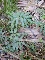 Stenochlaena palustris