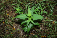 Sigesbeckia orientalis