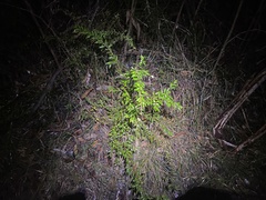 Grevillea mucronulata