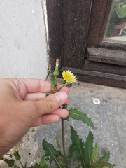 Sonchus oleraceus