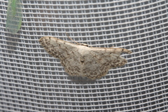 Scopula marginepunctata