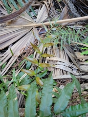 Stenochlaena palustris