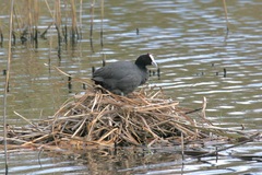 Fulica cristata