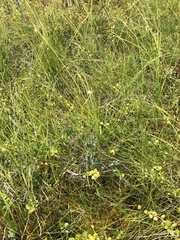Eriophorum vaginatum
