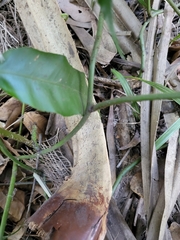 Stenochlaena palustris